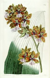 Trichocentrum lanceanum oder Oncidium lanceanum